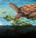 « Die Seeschildkröte »<br>Aquarell - 43 x 44 cm